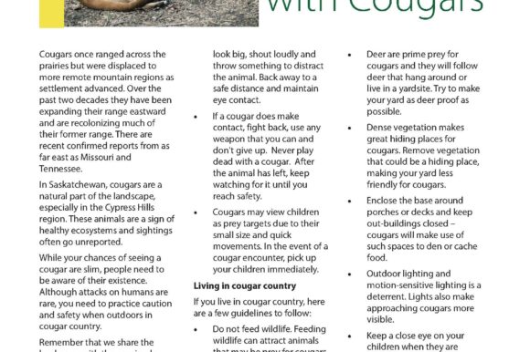 Cougar Information